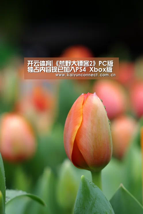 开云体育